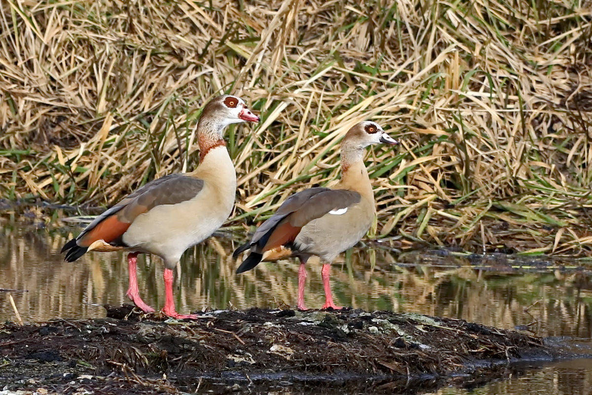 ein Paar Nilgänse