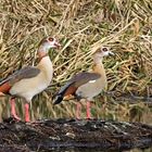 ein Paar Nilgänse