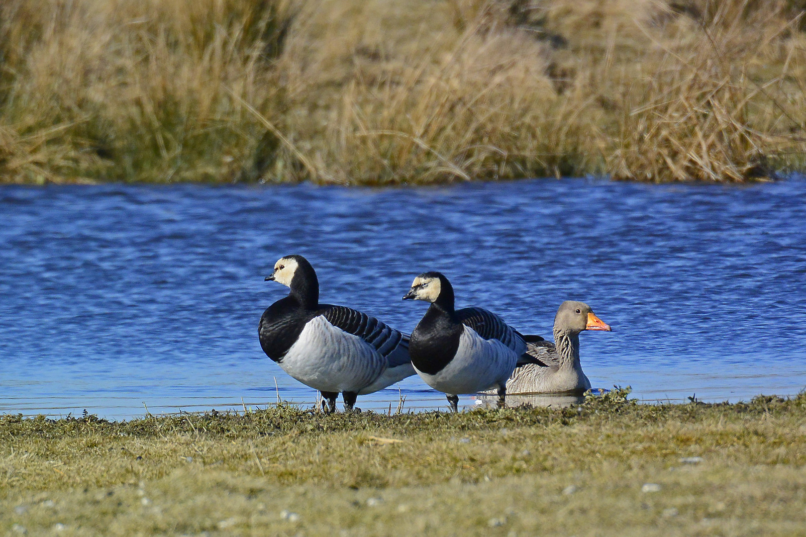 Ein Paar Nonnengänse und eine Graugans am Ufer des Tüskendörsees auf Borkum