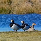 Ein Paar Nonnengänse und eine Graugans am Ufer des Tüskendörsees auf Borkum