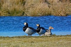 Ein Paar Nonnengänse und eine Graugans am Ufer des Tüskendörsees auf Borkum