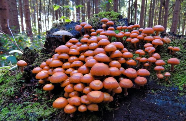 Ein paar Pilze standen im Wald