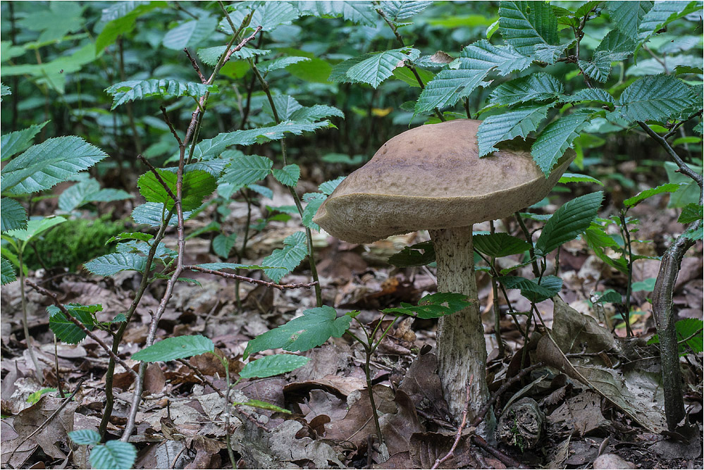 Ein paar Pilze wachsen schon..