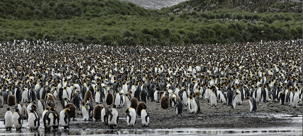 ein paar pingus