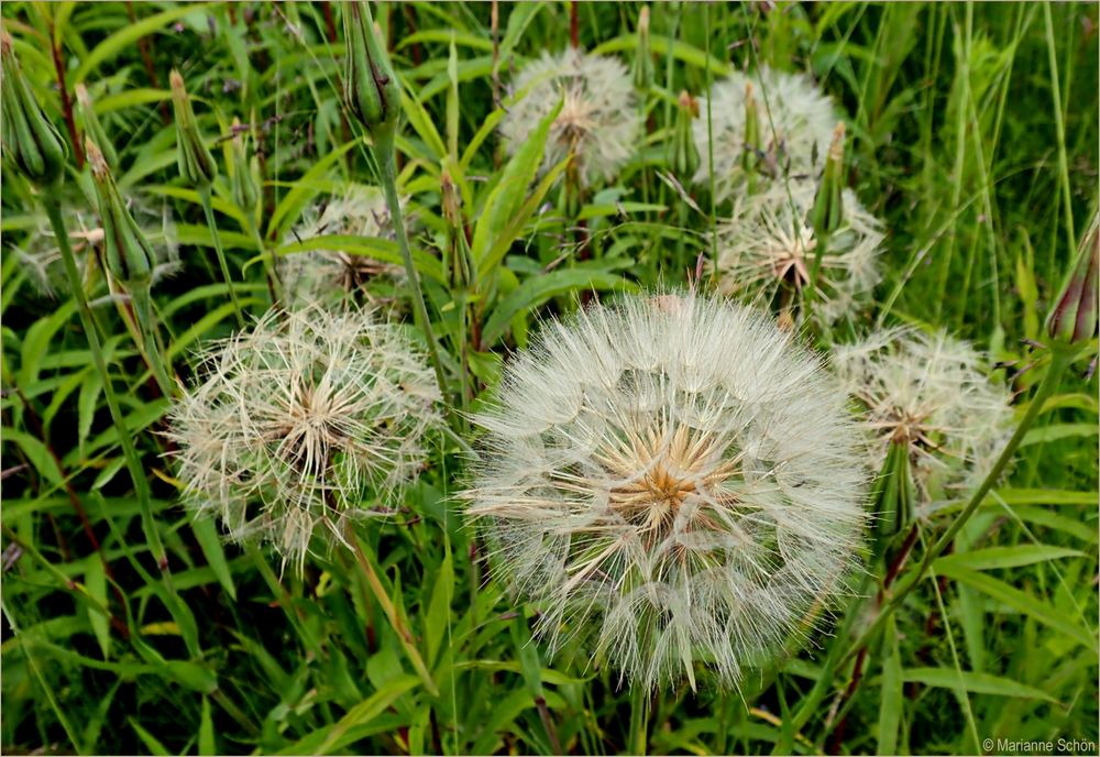 Ein paar Pusteblumen vom...