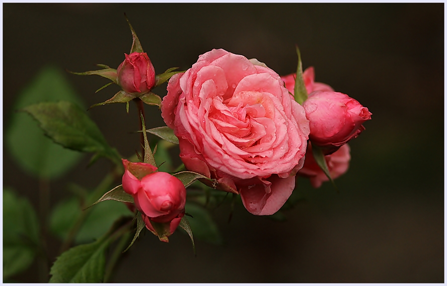 Ein paar Rosen ...