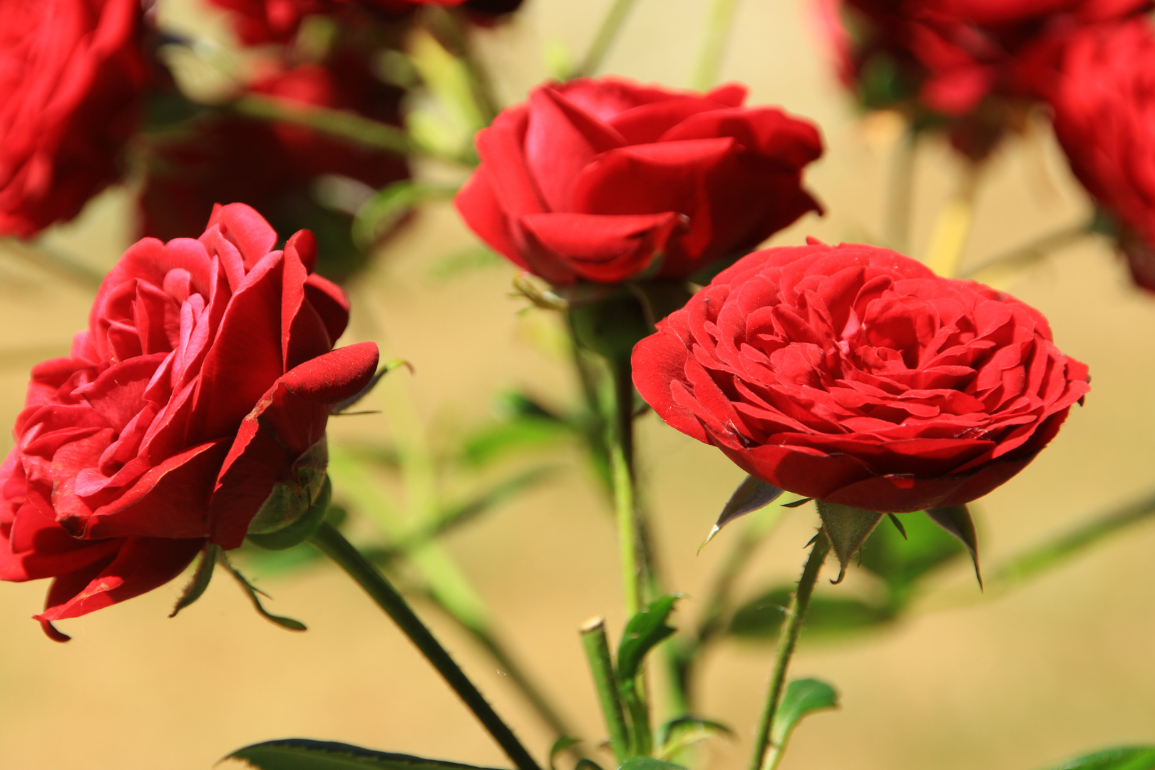 Ein paar Rosen zum Sonntag