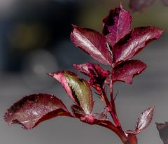 ein paar rosenblätter...