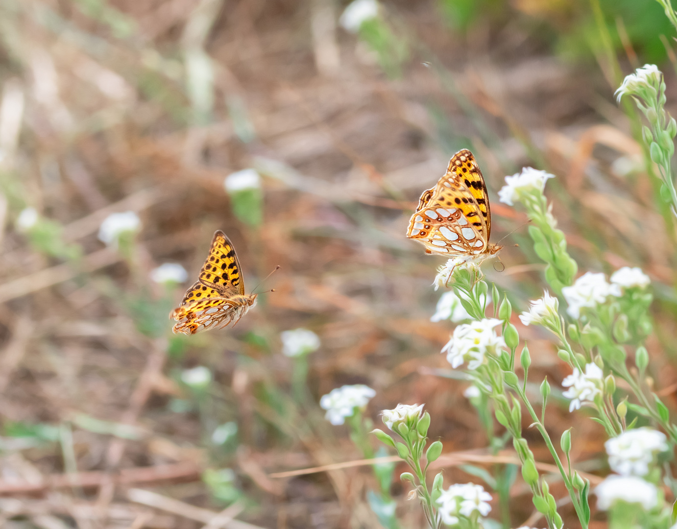 Ein Paar Schmetterling