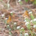 Ein Paar Schmetterling
