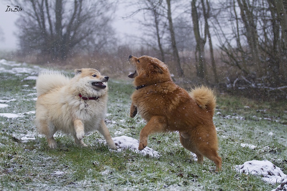 Ein paar Schneeflocken...