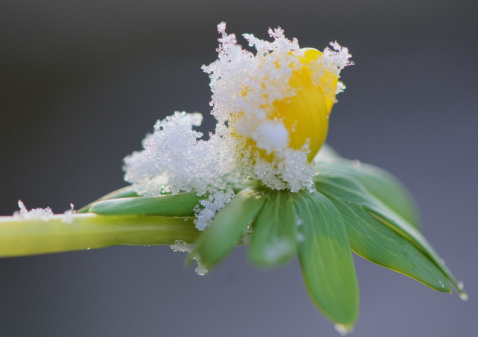 Ein paar Schneeflöckchen 