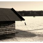 Ein paar Schöfler auf dem Woldsee