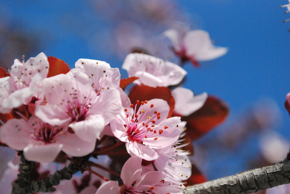 Ein paar schöne Blumen