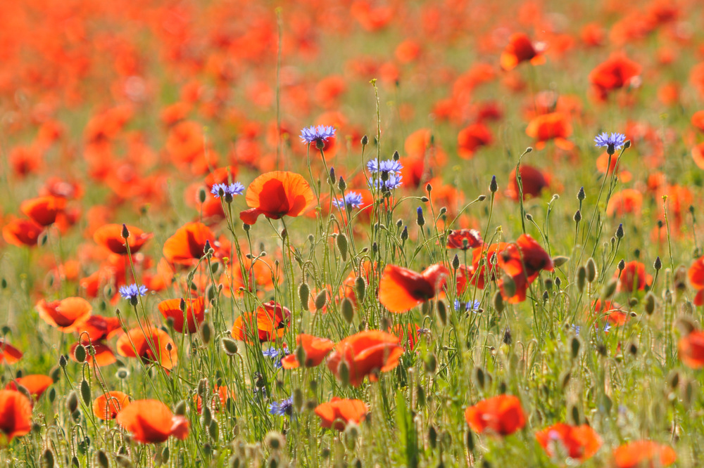 Ein paar schöne Kornblumen