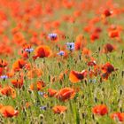 Ein paar schöne Kornblumen