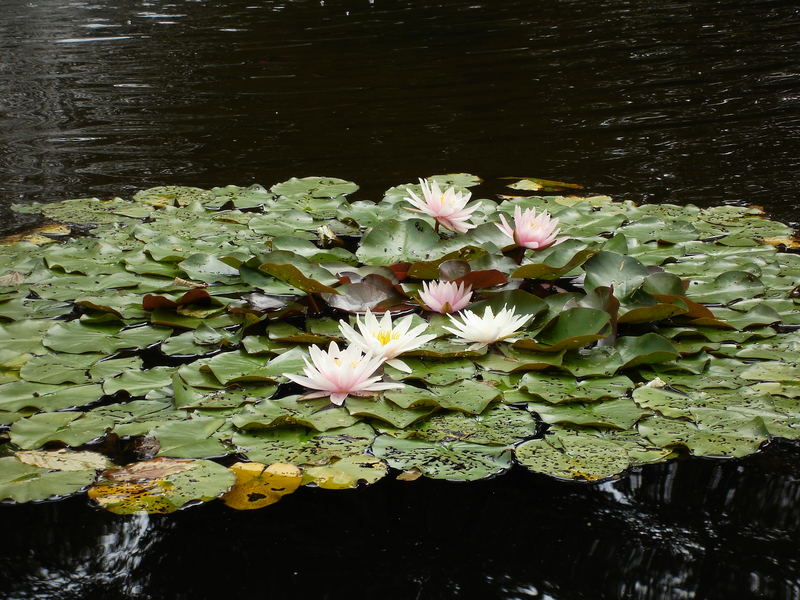 Ein paar Seerosen im Schlosspark von Sanssoucis