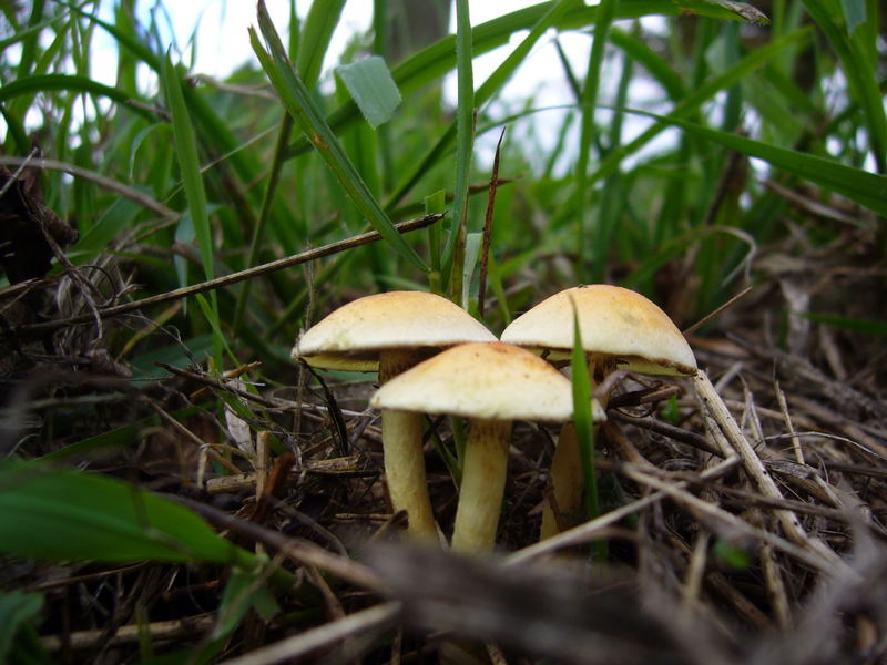Ein paar sehr schöne Pilze