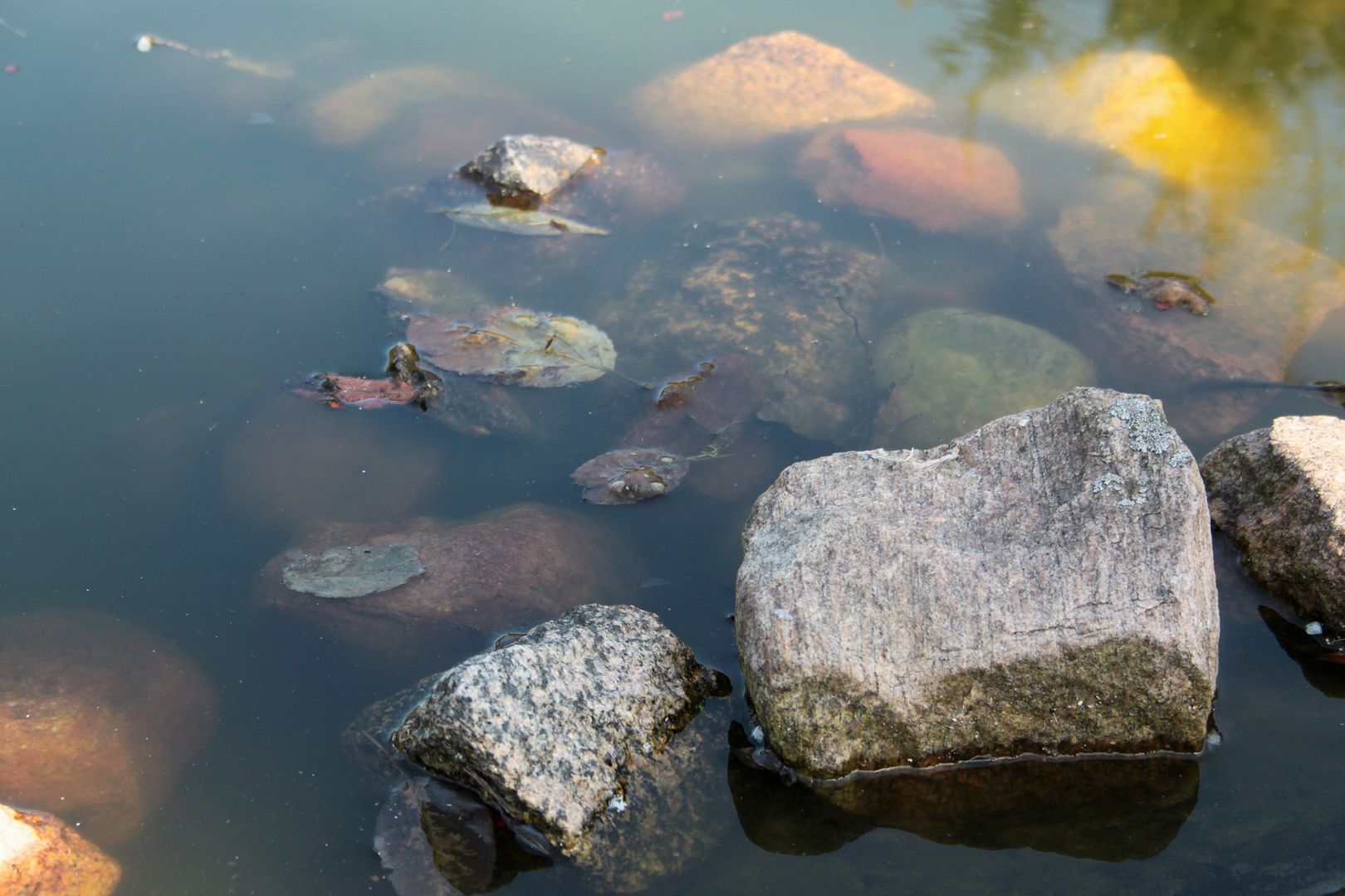 Ein paar Steine bei uns im Teich und das was da sonst noch so alles drin rumschwimmt