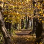 Ein paar Stunden Goldener Herbst