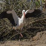 Ein paar Stunden mit dem Baustorch 01