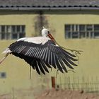 Ein paar Stunden mit dem Baustorch 05