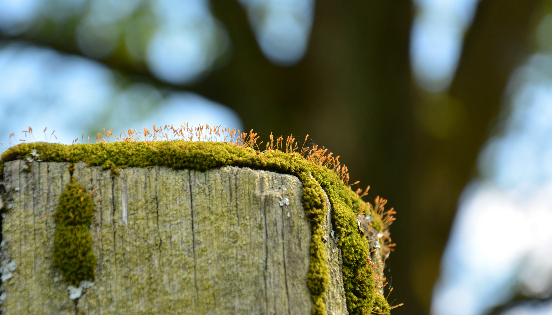 ein paar Stunden Sommer