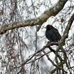 Ein paar Stunden Winter in Weilrod: Der Birkenstar