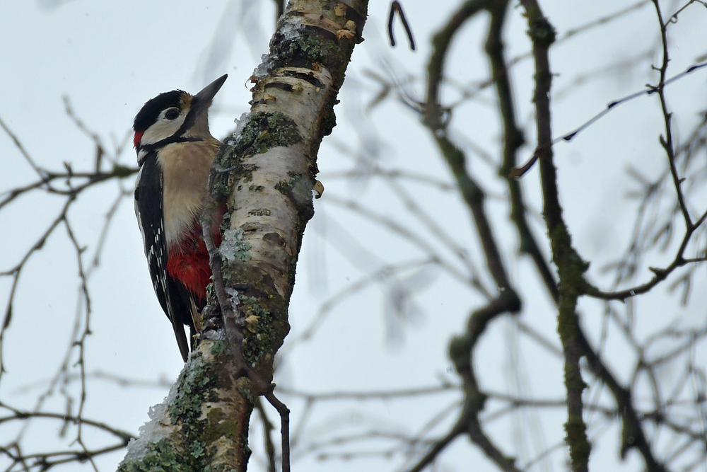 Ein paar Stunden Winter in Weilrod: Der Buntspecht