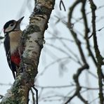 Ein paar Stunden Winter in Weilrod: Der Buntspecht