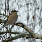 Ein paar Stunden Winter in Weilrod: Familie Kernbeißer 02