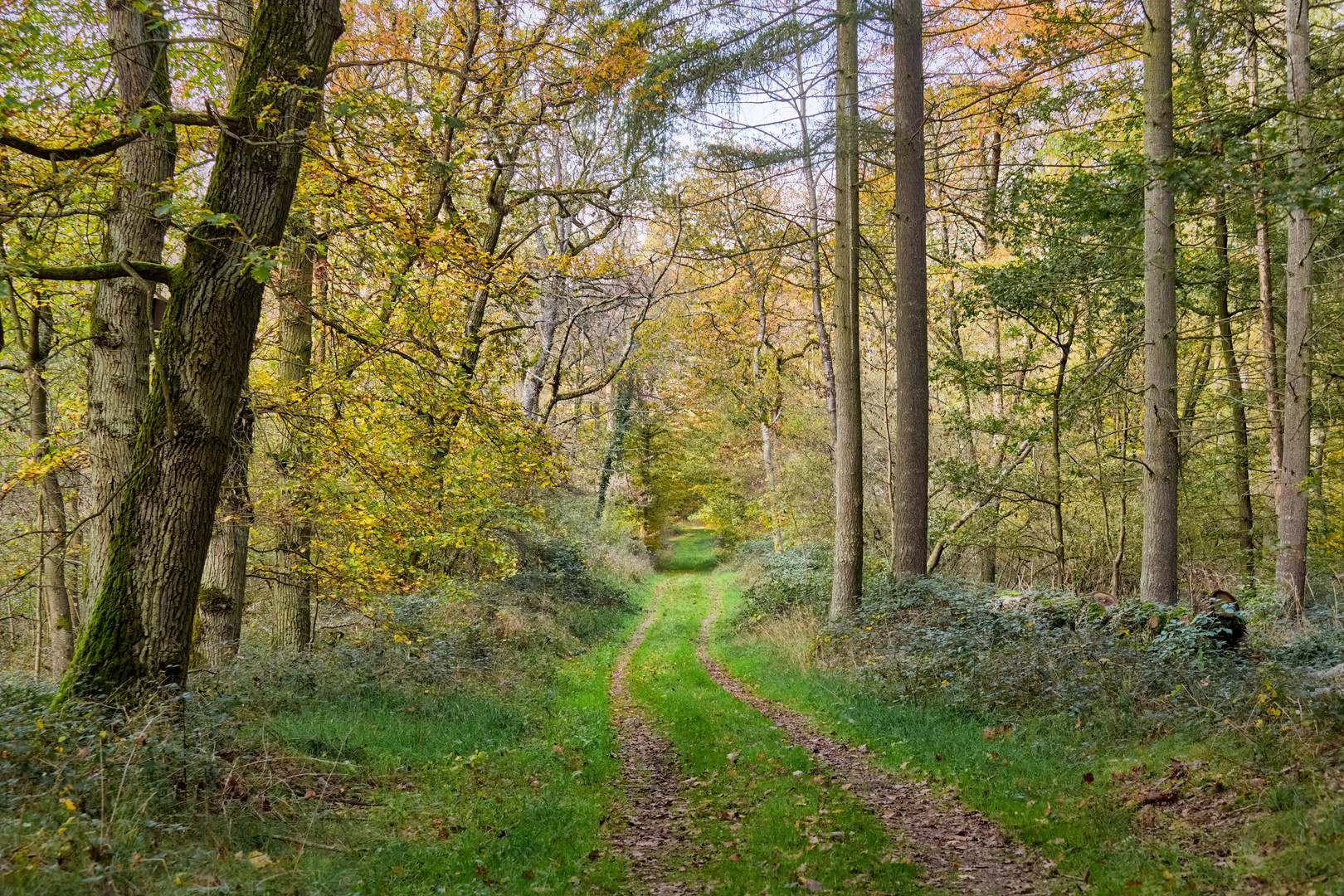 Ein paar Träume und ein Waldweg