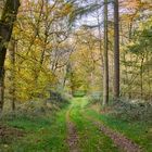 Ein paar Träume und ein Waldweg