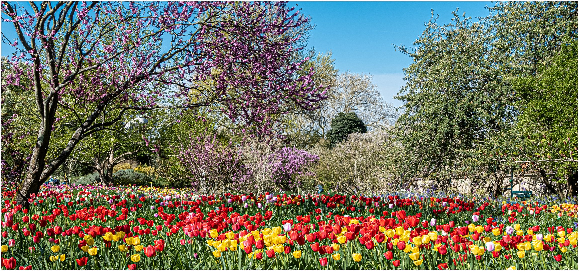 Ein paar Tulpen !