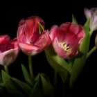 ein paar Tulpen
