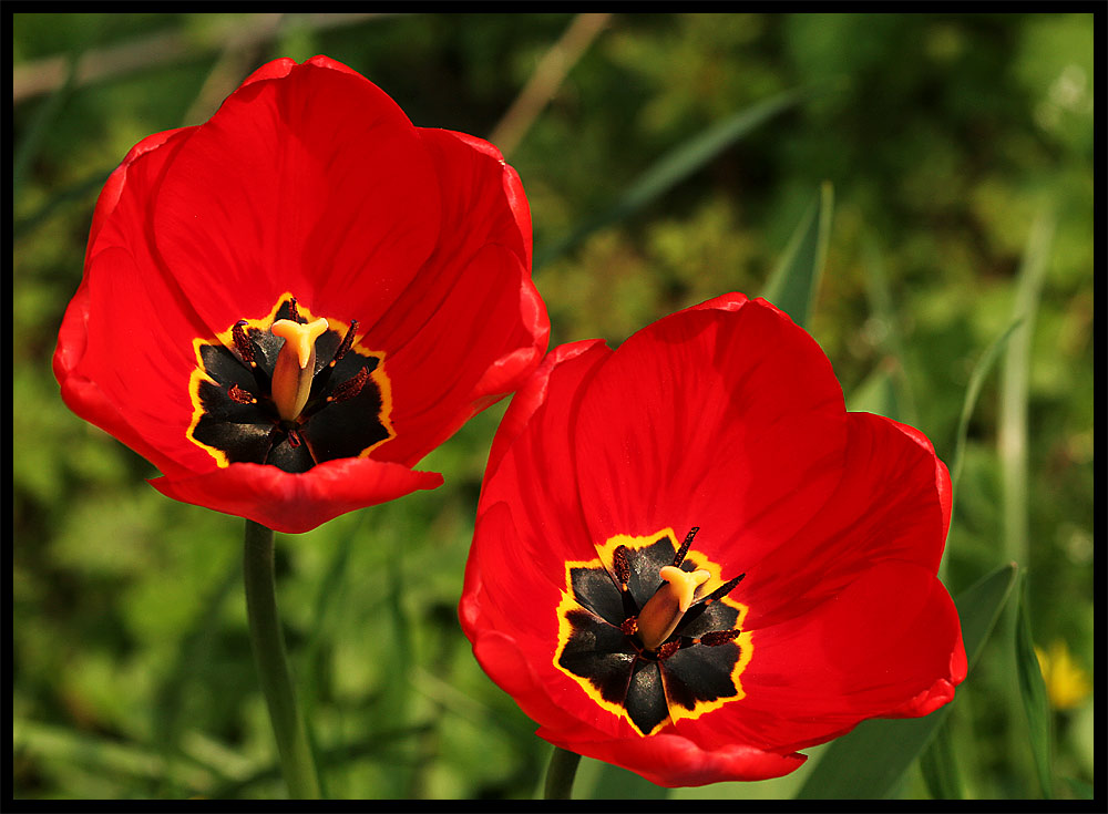 Ein Paar ... Tulpen