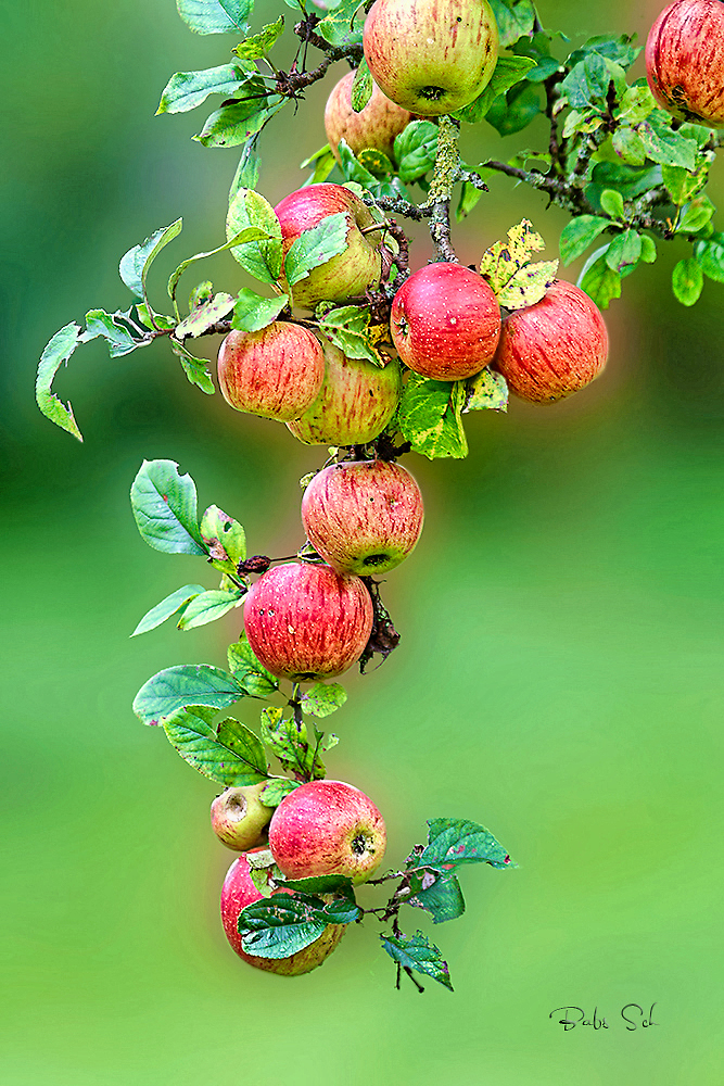 Ein paar Vitamine...