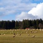 Ein paar von den Schäfchen...