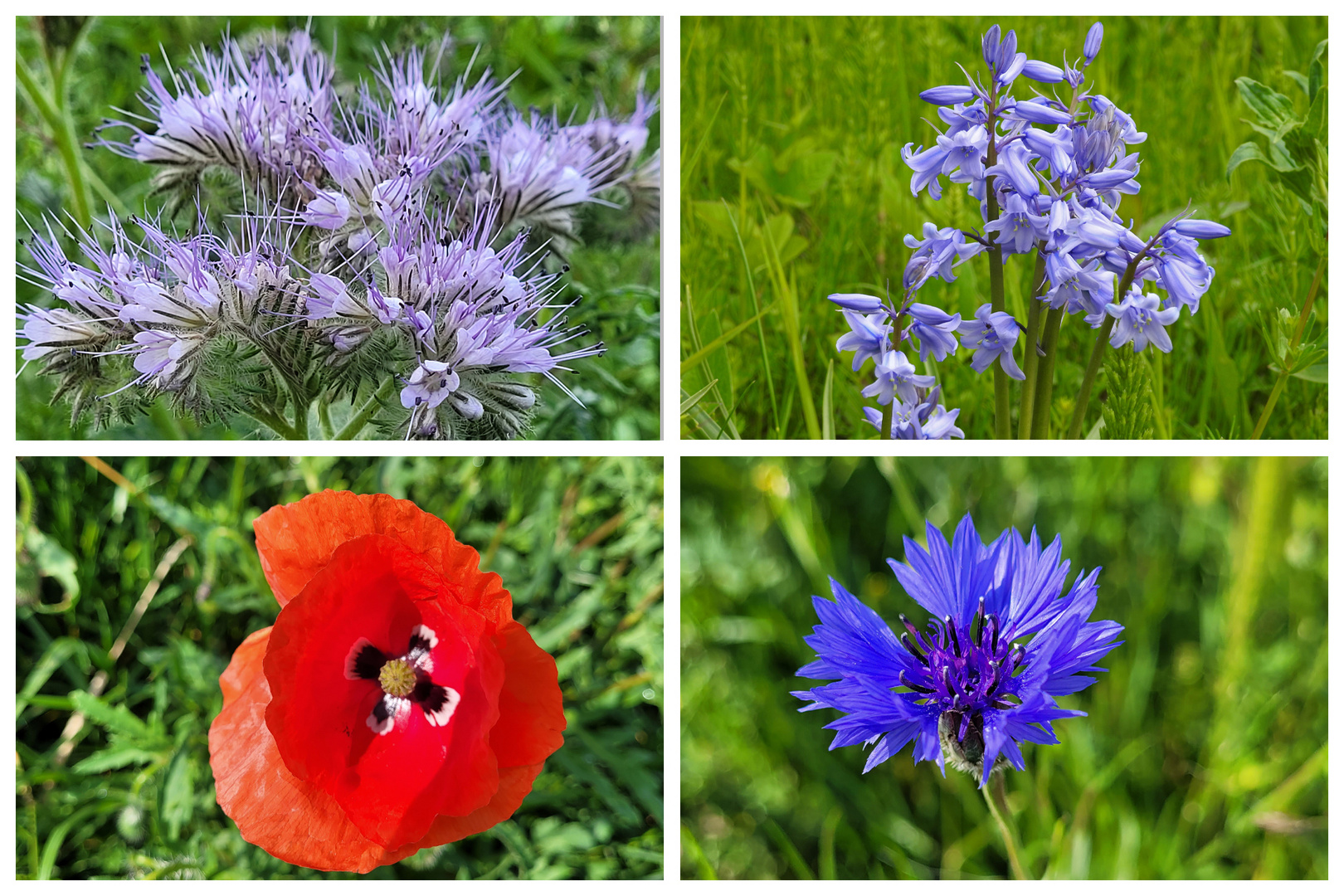 Ein paar Wildblümchen zum Mittwoch