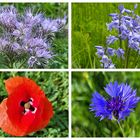 Ein paar Wildblümchen zum Mittwoch