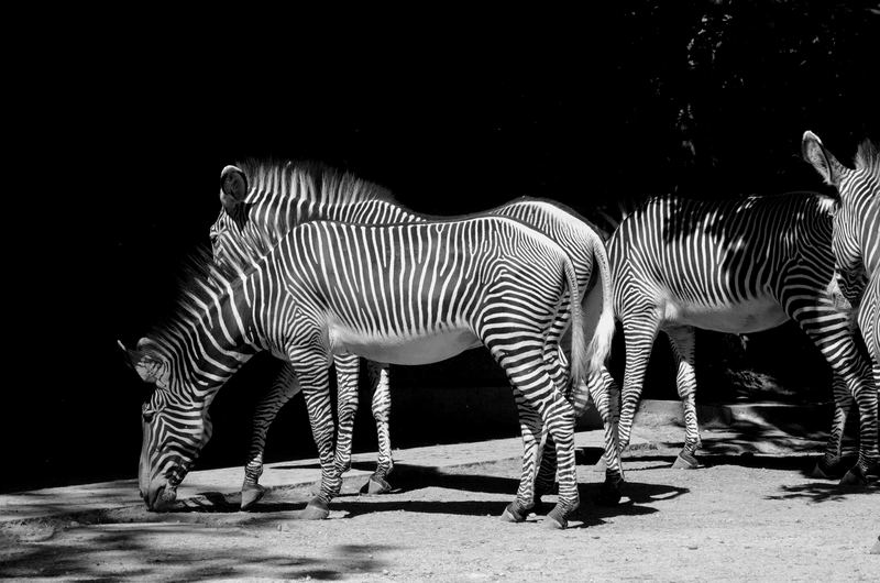 ein paar zebras....