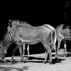 ein paar zebras....