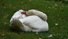 ein Päckchen Schwan