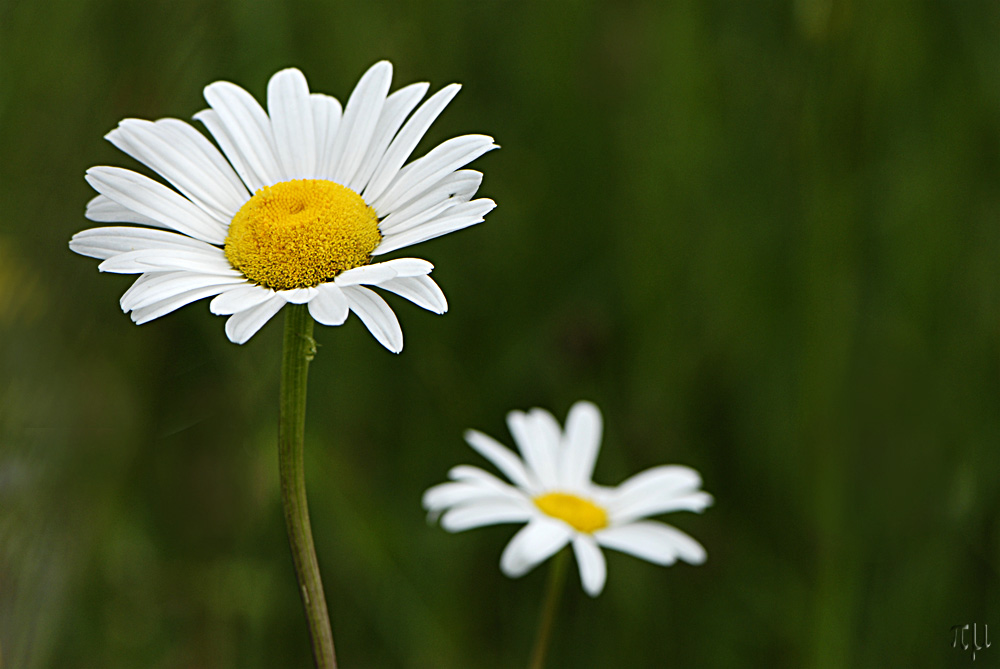 ein pärchen auf der wiese