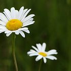 ein pärchen auf der wiese