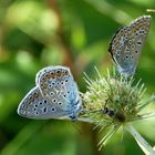 Ein Pärchen Bläulinge