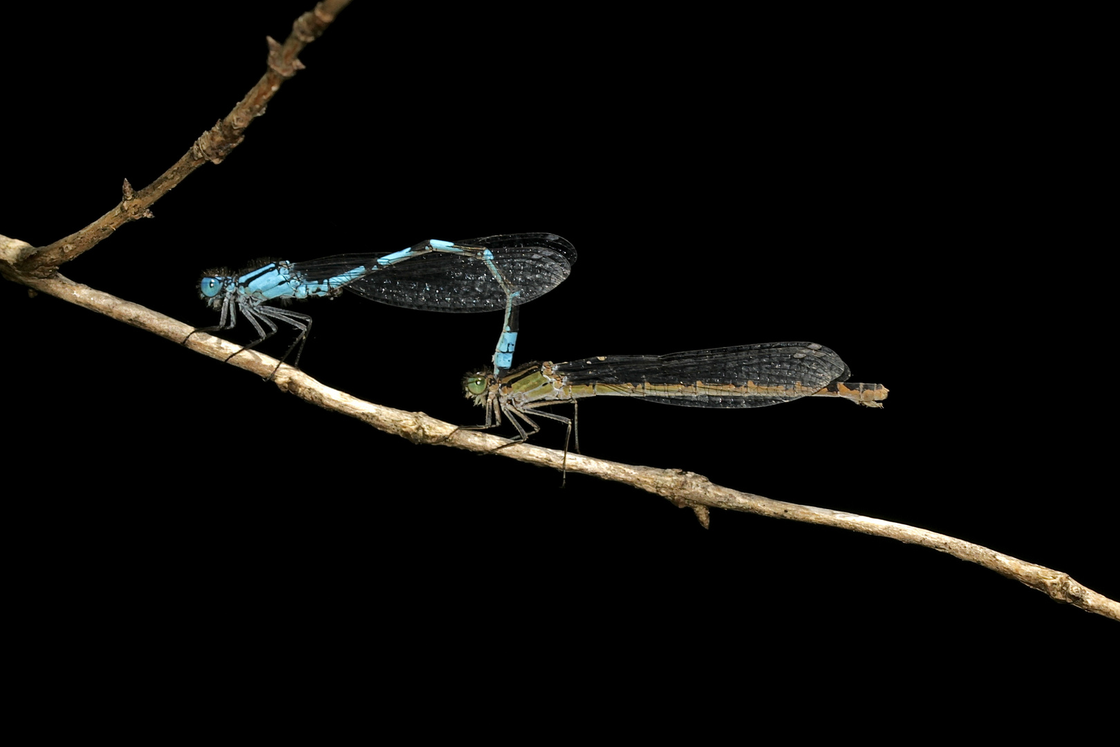 Ein Pärchen der Gemeinen Becher-Azurjungfer (Ennalagma cyathigerum)