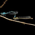 Ein Pärchen der Gemeinen Becher-Azurjungfer (Ennalagma cyathigerum)