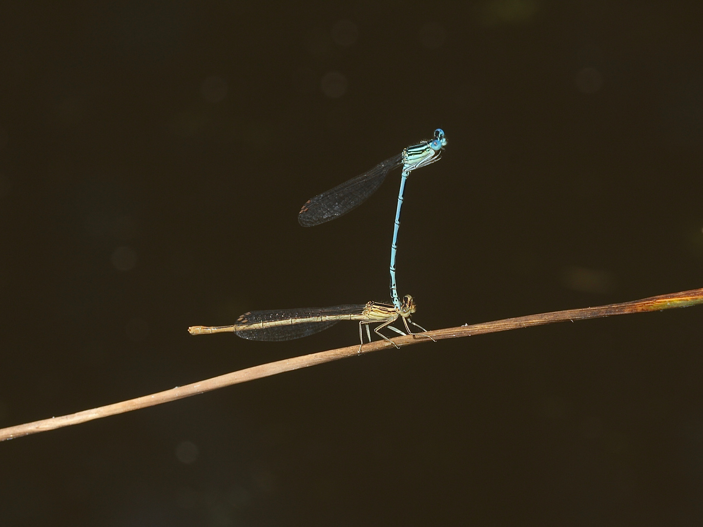 Ein Pärchen der Gemeinen Federlibelle (Platycnemis pennipes) ...