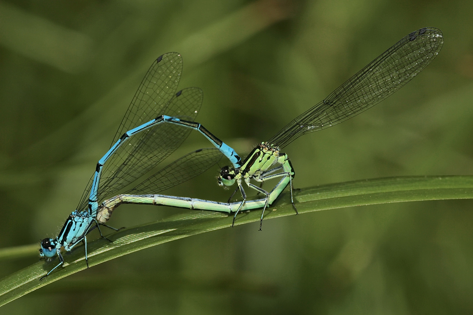 Ein Pärchen der Hufeisen-Azurjungfer (Coenagrion puella) 